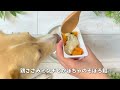 【簡単手作り犬ご飯】甘いかぼちゃを使った秋に食べたい手作りごはん【帝塚山ハウンドカム】