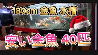 180cm 金魚 水槽 💦安い金魚専門😆錦鯉　金魚　koi   goldfish