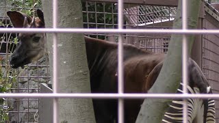 オカピ　食事の様子です。　　Okapi: This is how the meal looks like.　9月 20日 撮影