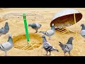 Easy Pigeon Trap 100% Work | How To Make Double Birds Trap | @qbtraps