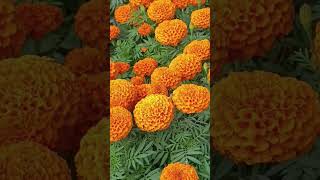 Beautiful Marigold Flower - Flower Series 1