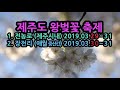 제주도 벚꽃 유채꽃 총정리 개화시기 벚꽃명소 유채꽃명소 축제정보 써니허니 게스트하우스