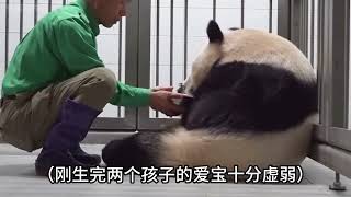 姜宝和爱宝真的是双向奔赴#大熊猫爱宝 #旅韩大熊猫 #熊猫🐼