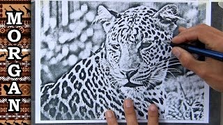 Artists Reference Photos - easy trace - Jason Morgan wildlife art