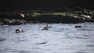 Red-breasted merganser，海秋沙，紅胸秋沙鴨