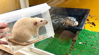 I've never shown this in a video before, but I fed a live mouse to a monitor lizard [as usual] an...