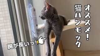 超絶オススメ！猫ハンモック 【 ロシアンブルー 子猫 】