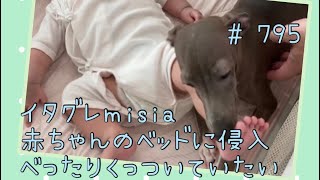 赤ちゃんのベッドに入ってべったりのイタグレｍｉｓｉａ(ミーシャ)【生後805日】【うちの子738日目】【イタリアングレーハウンド】【パピーズママ出身】【2021.5.17生まれ】2023.7.30撮影