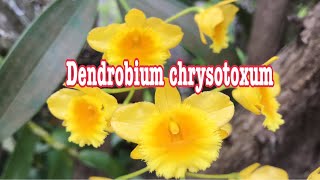 เอื้องคำ  (Den.chrysotoxum)@preeya8419