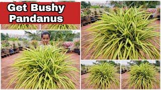 Pandanus Complete Plant Care | Best Indoor \u0026 Outdoor Plant | പന്റാനസ് ചെടിയുടെ പരിപാലനം