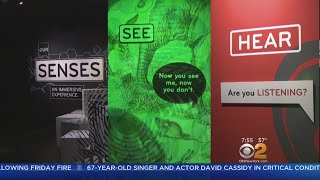 New Museum Exhibit Offers Sensory Overload To The Max