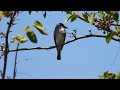 tyran tritri tyrannus tyrannus eastern kingbird