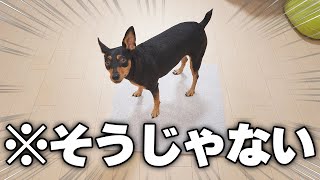 ふわふわタイルカーペットを前にした犬の珍行動たちに唖然・・・【ひとり暮らしと犬】