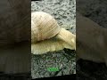 2022 Snail vs 6000 bce Snail 🐌//Mythical//old to new//#shorts