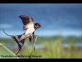 Barn Swallow Sound