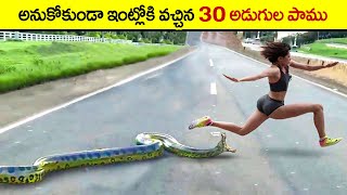 🔵 ఇంట్లోకి వచ్చేసిన 30 అడుగుల పాము | snakes came in home | encounter animals caught on camera