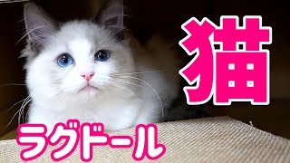 【猫動画】猫のいる暮らし【ラグドール】