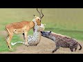 OMG! Hyenas Really Want To Save Impala From Leopard Hunting – King Hyena Steal Prey of Leopard
