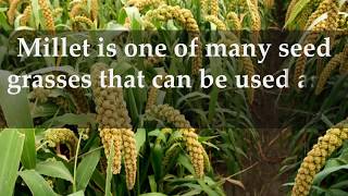 HOW TO GROW MILLET AT HOME