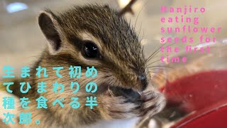 シマリスが初めて「ひまわりの種」を食べる時。