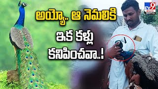 అయ్యో.. ఆ నెమలికి ఇక కళ్లు కనిపించవా..! - TV9