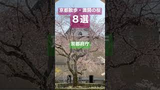 京都満開の桜を散策おすすめ８選#shorts #京都観光#桜