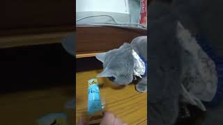 【子猫】シーバをあげたら松風が出てきた　#短足マンチカン    #可愛い猫    #ブルー