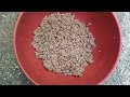 how to make jeevamurtha jasmine plant jeevamurtha jeevamurtha preparationtraditional and easy method