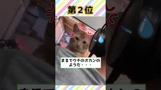 【2ch動物スレ】ネッコ達のケンカ仲裁に入るおっちゃんも可愛すぎるｗ【猫特集】#cat #猫 #2ch動物スレ #かわいい #おもしろい #癒し