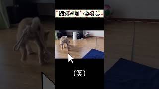 【しっぽ注目】柴犬パピーむさし🐕#shorts#柴犬#子犬