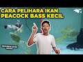 LENGKAP! RAHASIA CARA MERAWAT IKAN PEACOCK BASS YANG MASIH KECIL, PEMULA WAJIB TAU