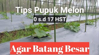 Cara Pemupukan Melon Usia 0 s.d 17 Hari Setelah Tanam Agar Batang Tumbuh Maksimal