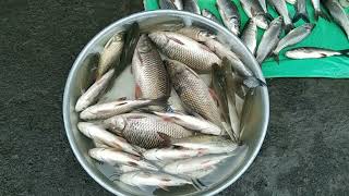 @Goldenkolkata  #fishbazar #kolkata #baghajatin  রবিবার  মাছ বাজার এ মাছ এর দাম