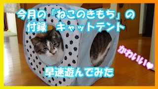 【わが家の保護猫ちゃん】「ねこのきもち」の付録キャットテントで遊んでみた♪