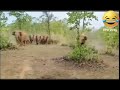 elephant attack viral click 😱