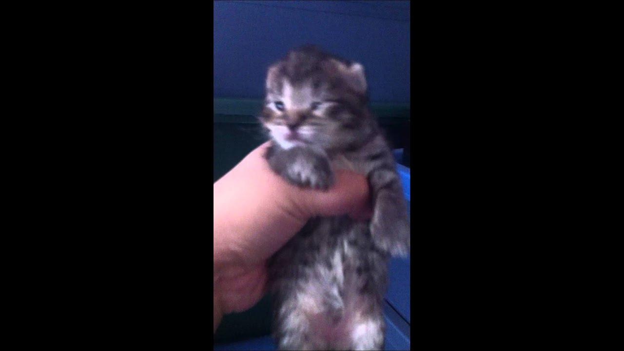 Baby Kitten Crying Youtube