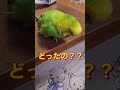 ぶぃーとか、だぁーっとか何があった？ぴーちゃん インコ おしゃべりインコ セキセイインコ インコ面白い