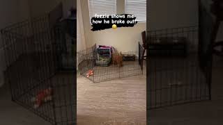 Puppy works smart, not hard   easily bypasses gate2020