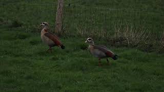 この２羽の鳥の名前知ってる方、教えてください。Please let me know these two bird's name.