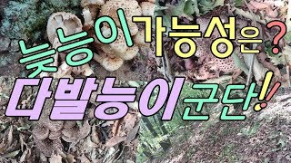 다발능이버섯 군단--늦능이 볼 수 있을까?