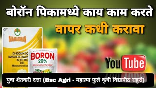 बोरॉन चे फायदे | बोरॉन पिकांमध्ये काय काम करते | Boron Fertilizer (@digital_yuva_shetkari )