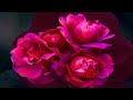 beautiful love fire red flowers hd360p