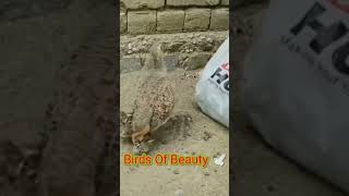 Partridge Family/Teetar family#teetarbird #teetar #cutebirds #viral #cute #shortvideo #shorts#viral