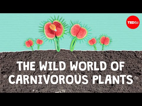 Do carnivorous plants spread?