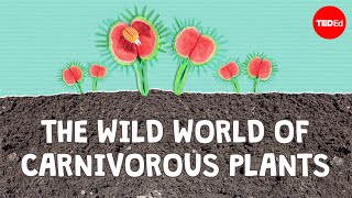 The wild world of carnivorous plants - Kenny Coogan