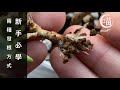 喵王的多肉陽台-新手必學的兩種發根方式