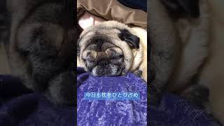 【パグ 】ぶんちゃん、今日も枕をひとり占めでおやすみなさい。＃shorts＃パグ ＃pug＃犬のいる暮らし