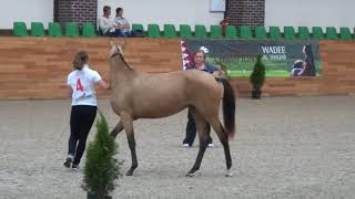 Продажа ахалтекинских лошадей.Sales of Akhal-Teke horses http://akhaltekellc.com