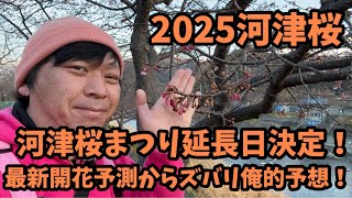 【2025河津桜】 2.14最新開花予測　延長決定　河津桜まつり　お得情報