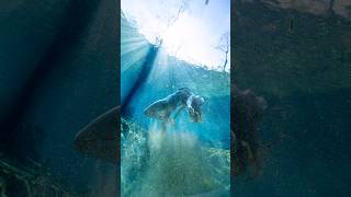 Giant sandboil photoshoot 💨✨🤩 #sandboil #underwater #underwaterphotography #freediver #freediving